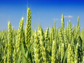 green wheat field - 32727688