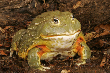 African Bullfrog