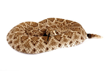 Portrait of a Rattlesnake.