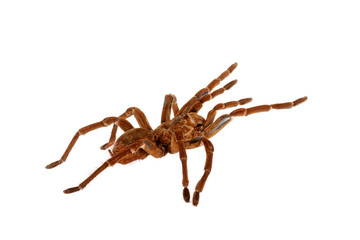 Goliath Birdeater Tarantula  (Theraphosa blondi)