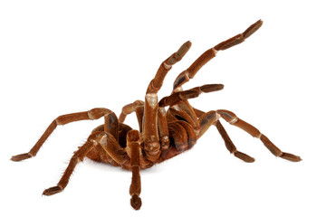 Goliath Birdeater Tarantula  (Theraphosa blondi)