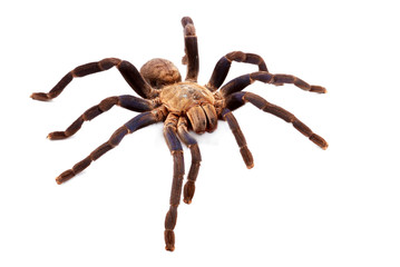 Cobalt Blue Tarantula (Haplopelma lividum)