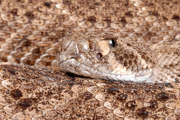 Portrait of a Rattlesnake.