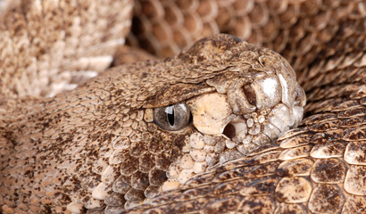 Portrait of a Rattlesnake.