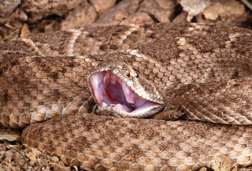 Portrait of a Rattlesnake.