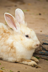 Cute Rabbit