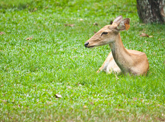Beautiful deer on green grass