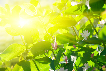 Sun with rays over branchs