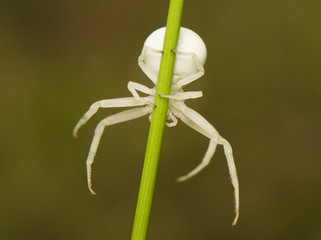 Misumena vatia