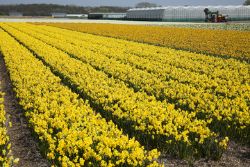 Field of flowers