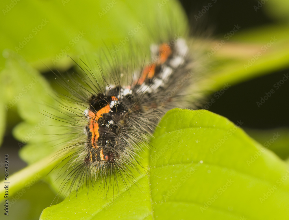 Poster euproctis similis