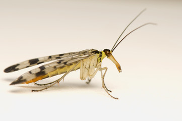 Panorpa communis