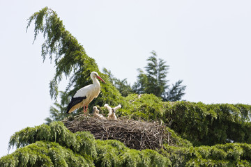 Storchennest im Baum
