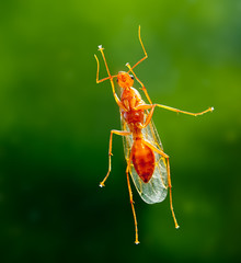 Male worker carpenter ant from below