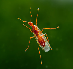 Male worker carpenter ant from below