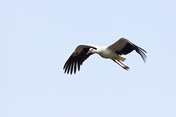 STorch im Flug