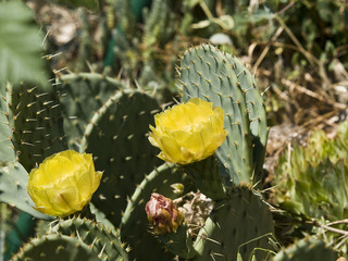 cactus flower