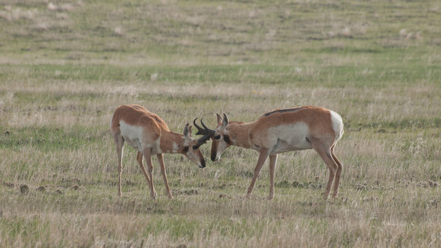 Pronghorn Herd