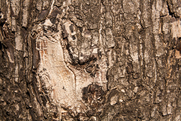 Tree Bark Texture