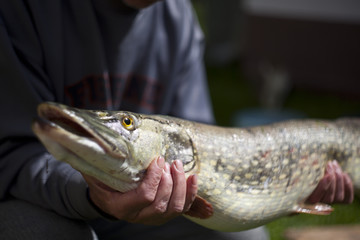 huge pike