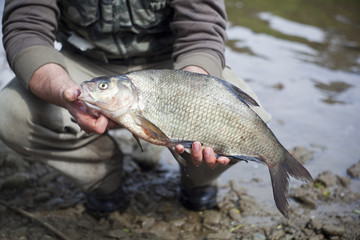 big male bream cought in the small lake