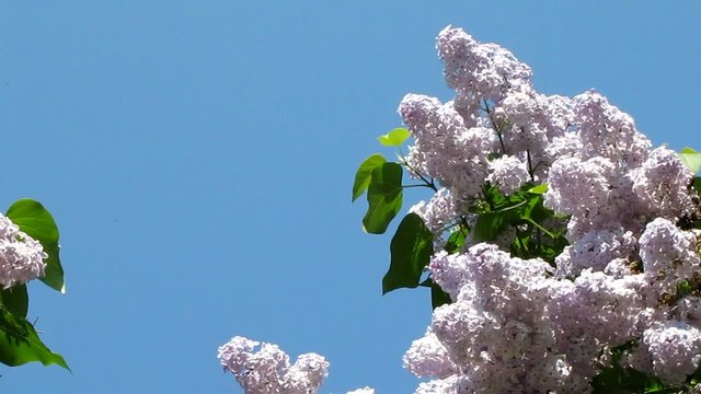Сирень