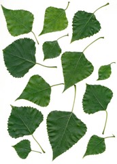 leaves of poplar tree