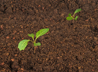 Cabbage seedlings