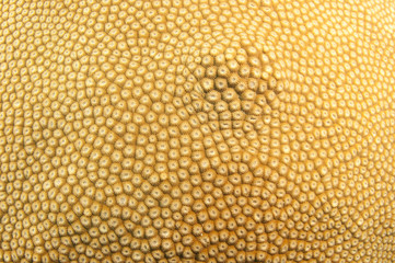 compact coral texture,background