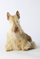 terrier écossais froment assis en studio