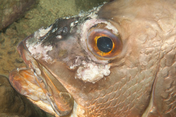 Red snapper fish with tumour