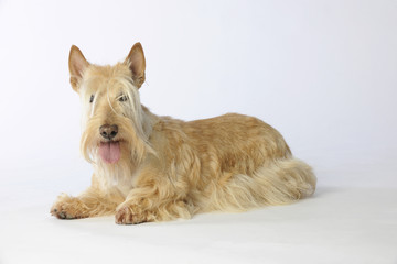 scottish terrier froment allongé