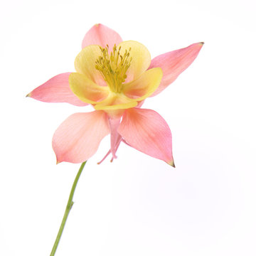 Pink And Yellow Columbine Flower On White Background