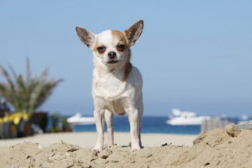 chihuahua sur la plage