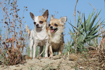 deux chiens de race chihuahua dans les dunes
