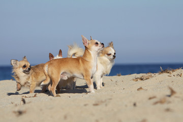 groupe de chiens jouant sur la plage