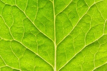 leaf texture