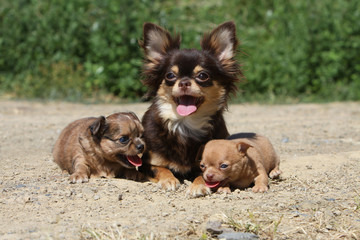 chienne chihuahua et ses deux chiots