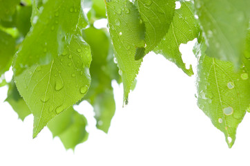Leaves are green after a rain