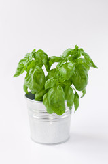 fresh basil plant