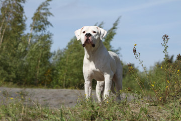dogue argentin intrigué