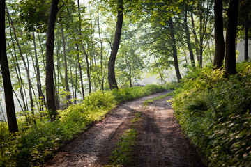 Naklejka premium lovely forest path in early morning sunshine
