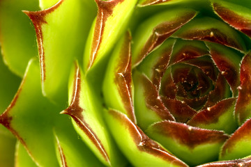 Sempervivum macro