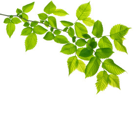 green branch isolated