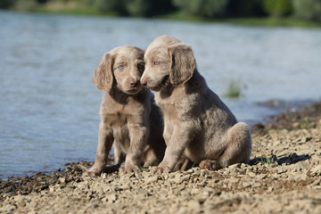 deux chiots braque de Weimar à l'air timide
