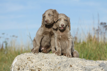 attitude et posture amusante des chiots braques