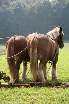 Pfl&uuml;gen