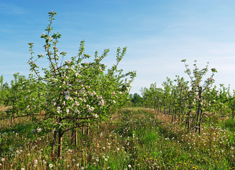 Young aplle trees.