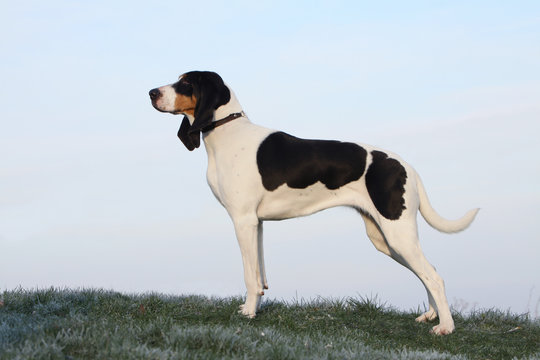 chien courant bernois debout de profil
