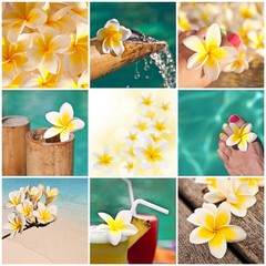 Collage fleurs de frangipanier